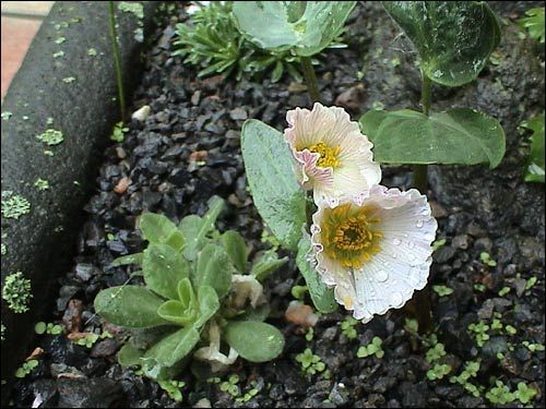 Steingarten - Ranunculus parnassifolius