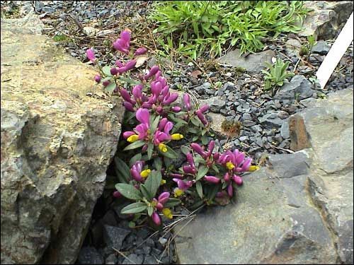 Steingarten - Polygala chamaebuxus ‚Grandiflora’