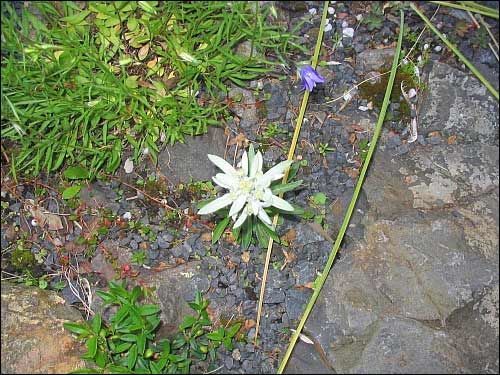 Steingarten - Leontopodium alpinum