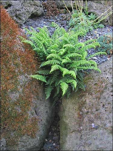 Steingarten - Asplenium fontanum