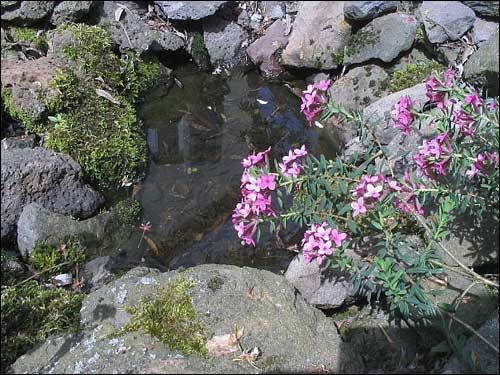 Daphne cneorum