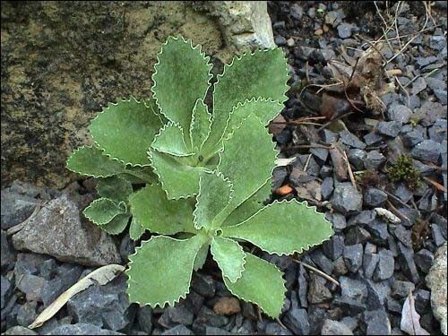 Primula auricula (ohne Blüte mit besonders zierendem Blatt)