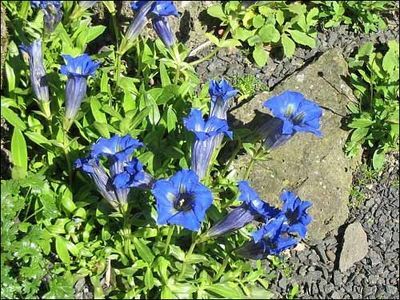 Gentiana acaulis