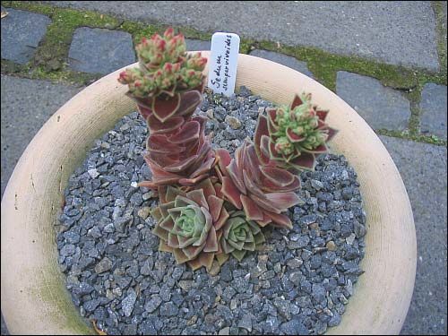 Steingarten - Sedum sempervivoides