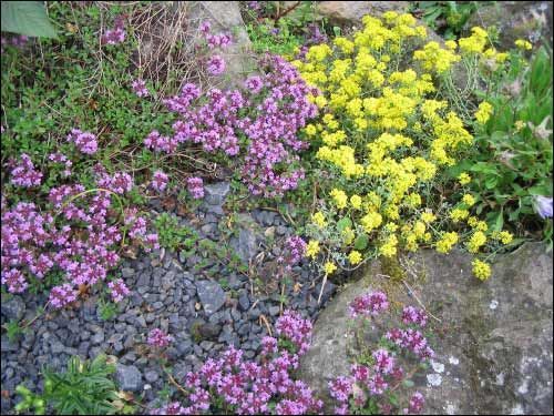 Versponnen (Thymian mit Alyssum aizoides)