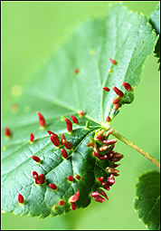 Hörnchengallmilbe (Eriophyes tiliae) an Tilia platyphyllos (Sommerlinde)