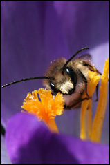 Hummel im Krokus