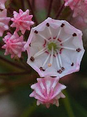 Kalmia latifolia Berglorbeer