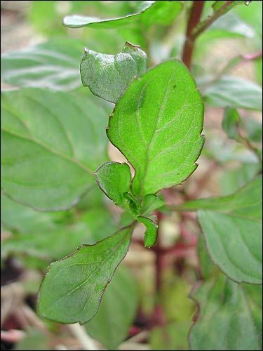 Limonenminze, Mentha piperita var. citrata