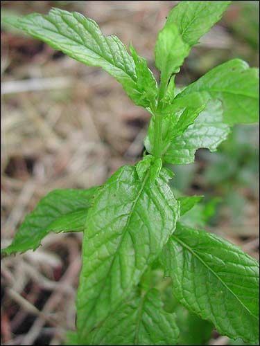 Marokkanische Minze, Mentha spicata var. crispa 'Marocco'