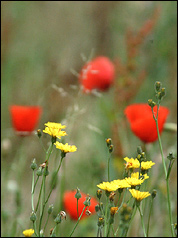 Mohn und andere Wiesenblumen