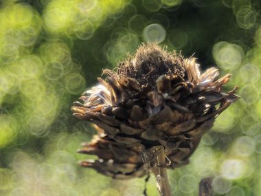 Aufnahme mit Meyer-Görlitz Trioplan 2,8 100 mm an OM-D E-M5 II