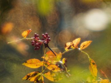 Aufnahme mit Meyer-Görlitz Trioplan 2,8 100 mm an OM-D E-M5 II