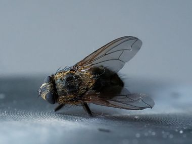 8 mm lange Fliege, Abbildungsmaßstab 1:1,5