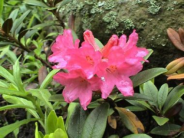 Rhododendron ferrugineum