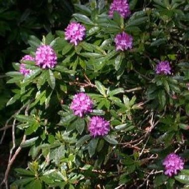 Rhododendron ponticum