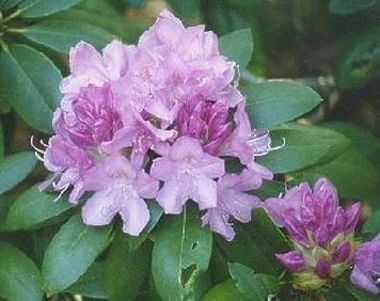 Rhododendron catawbiense