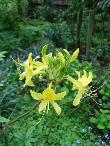 Rhododendron luteum