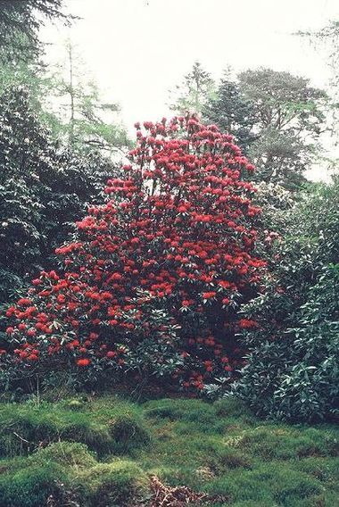 Rhododendron arboreum