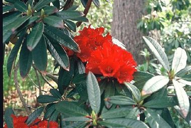 Rhododendron ponticum