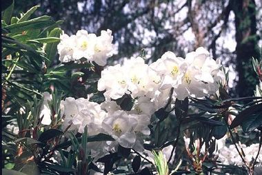 Rhododendron lindleyi