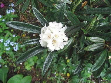 Rh. roxieanum var. oreonastes Blüten