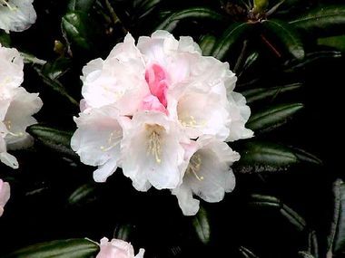 Rh. yakushimanum Koichiro Wada Blüten