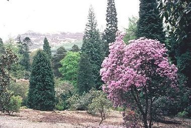 Rh. rubiginosum Benmore