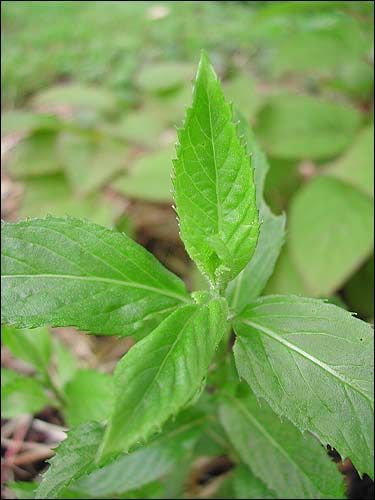 Russische Minze, Mentha species