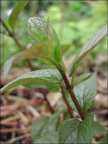 Schwarze Minze, Mentha x piperita L. var. officinalis