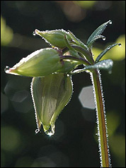 Kleine Wassertropfen-Akelei