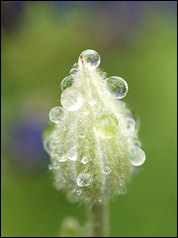 Clematis Piilu mit Wassertropfen