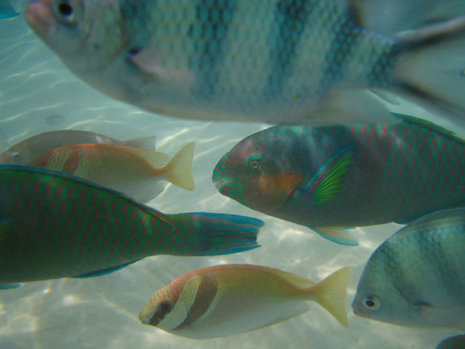 Fische unter Wasser - Makro mit Diigital Ixus 40