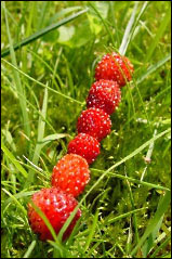 Walderdbeeren-Spieß