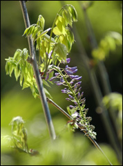 Wisteria sinensis