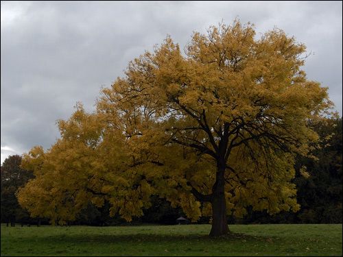 Herbstfärbung - Yggdrasil die Weltenesche